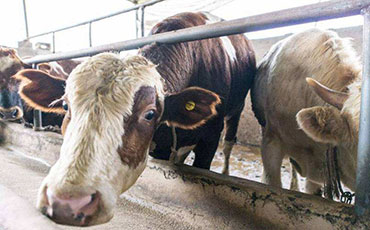 抓好奶牛春季的饲养管理，这两点很关键！