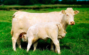 国家牛肉地理之牛在中国