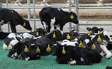 牧场饲料管理之十项粗饲料管理策略帮您降低成本
