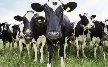 流动机械挤奶，移动挤奶车让散养牛挤奶更高效