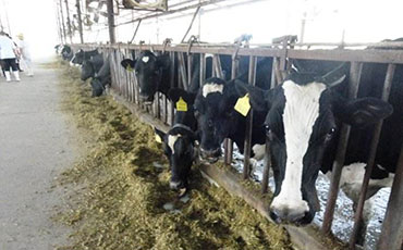 奶牛培育之青年牛需要更多的蛋白