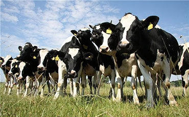 几种养牛节省饲料小常识，你知道几条？